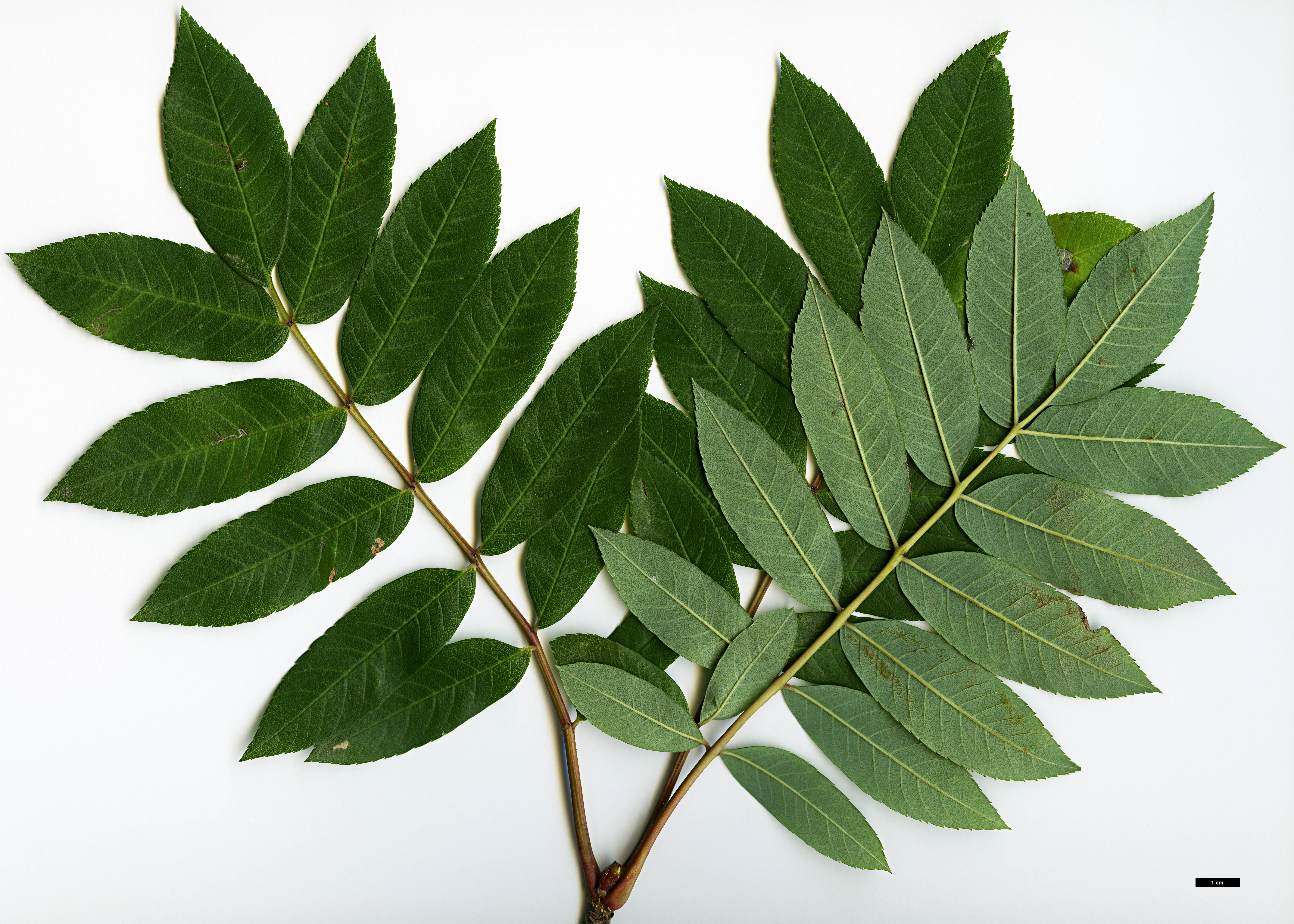 High resolution image: Family: Rosaceae - Genus: Sorbus - Taxon: wilsoniana